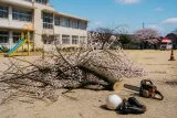 小学校グラウンドで伐採作業中に落下物、職員が重傷