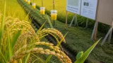 福井で初確認、ミナミアオカメムシが農作物に警戒