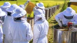 養蜂場で間近に学ぶ「ミツバチの世界」 せきファンクラブが採蜜体験を開催