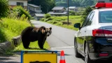 長井市今泉でクマ目撃 警察が住民に注意喚起