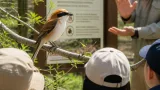 長野・飯田で絶滅危惧のアカモズ公開 保護と周知の狙い強調