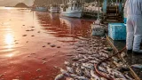 長島の赤潮で漁獲被害拡大、地域経済に深刻な打撃
