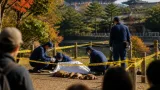 奈良公園で子ジカ４体の発見 人為的関与の可能性で県警が捜査