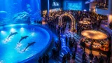 夜の水族館で出会い創出、うみがたりで800人規模の婚活ナイト