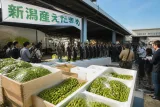 新潟産えだまめ、東京大田市場でトップセールス実施へ