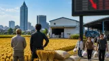 新潟産コシヒカリの概算金が大幅下落、家計に恩恵も農業構造に不安