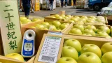 二十世紀梨の出荷始まる 鳥取産、甘さと玉太り良好で全国へPR