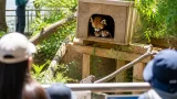西山動物園でまた双子誕生、レッサーパンダ育児順調