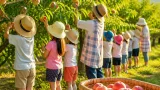 園児が地元モモを収穫 入善で味と生産を体験