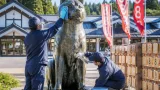 八並びの朝にハチ公へ感謝 大館・秋田犬の里で式典と像清掃