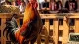 大分の視点で見る、ベルギーの“鳴き声コンテスト”