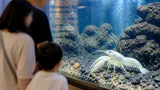 岡山で白いザリガニ確認、サイピアで展示中 地域の自然と教育に波及