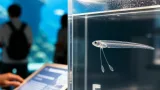 沖縄・美ら海水族館が世界初のアカマンボウ人工ふ化に成功