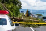 県道での倒木撤去 大津〜宇治を結ぶ区間が一時通行止めに
