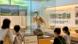 歴史博物館の夏季展、能里はく製など地域の“生きもの”を公開