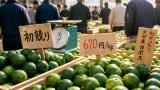 露地カボスが旬入り 初競りで例年より高値、出荷は本格化