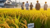 県育成の新酒米「さがなみ」公表 収量性と耐倒伏性で地場酒造に期待