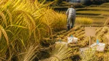 佐賀県開発の酒米「さがなみ」初収穫 暑さ対応で栽培の負担軽減へ