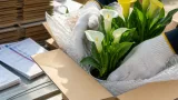 埼玉産「カラー」産地直送販売をＪＡタウンが開始