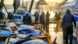 境港に追い風、クロマグロ漁獲枠が25％拡大
