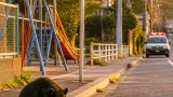 猿投地区でツキノワグマの子ども出没
