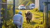 さぬき市の工場敷地でイノシシが従業員をかむ 警察が注意呼び掛け