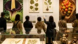 世界のサトイモ科を紹介する展示、徳島市で開幕