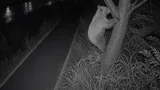 仙台・宮城野区で夜間にクマ出没、市が映像公開