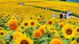 世羅高原で百二十万本のヒマワリが見頃を迎える