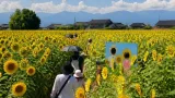 下山田地区で約3万本のひまわり迷路 夏の地域観光の一角に