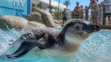 白浜アドベンチャーワールドでコガタペンギンの子が水慣れ始める