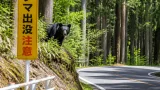 静岡県内のクマ目撃186件、前年同期の3倍