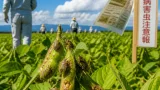大豆で過去最多のカメムシ大量発生、県が全域に病害虫注意報を発令