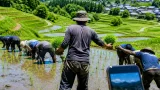 スザンヌ、山都町で田植え体験を再び