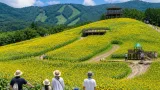 高山・久々野に20万本のひまわり アルコピア開園へ