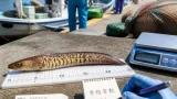 香南市で日本初確認の“タンカンウツボ”