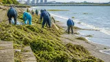 東京湾・荒川で外来植物が繁殖 定着防止が課題に