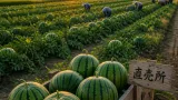鳥取・北栄の「大栄西瓜」再生へ 関係者の努力が示す地域農業の現場