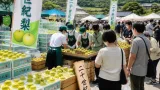 鳥取で旬迎えた二十世紀梨を楽しむ催し 農家の直売と選果実演で賑わい