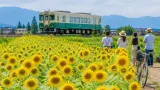 富山・舟橋でヒマワリ見頃 鉄道と彩る夏景色が撮影スポットに