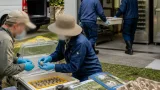 豊橋ののんほいパーク アカモズ救護孵卵で国際誌に成果公表
