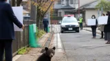 住宅街に子グマ出没 学校周辺で警戒強まる
