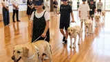 津で盲導犬体験学習 子ども向けに「優しい無視」徹底指導