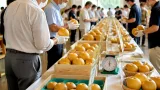 津で梨の出荷最盛期 ＪＡ主催の品評会が地場農業に投じる影響