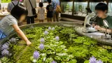 つくばで水草企画展始まる 触れて学ぶ保全の現状