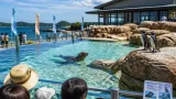 つくみイルカ島にオットセイとペンギン、一般公開始まる