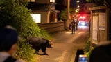 鶴岡・住宅地近くでクマ目撃 市が地域に注意喚起