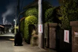 津山市加茂でクマ目撃 市が周辺での注意を呼び掛け