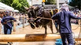 猛暑の中で受け継がれる牛越祭、牛の跳躍で五穀豊穣を祈願