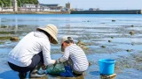 臼杵の干潟でアサリ回復の兆し 親子が保護活動